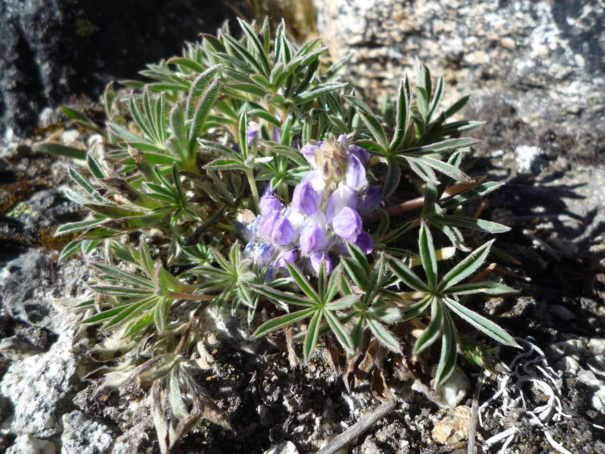 Sivun Lupinus conicus C. P. Sm. kuva