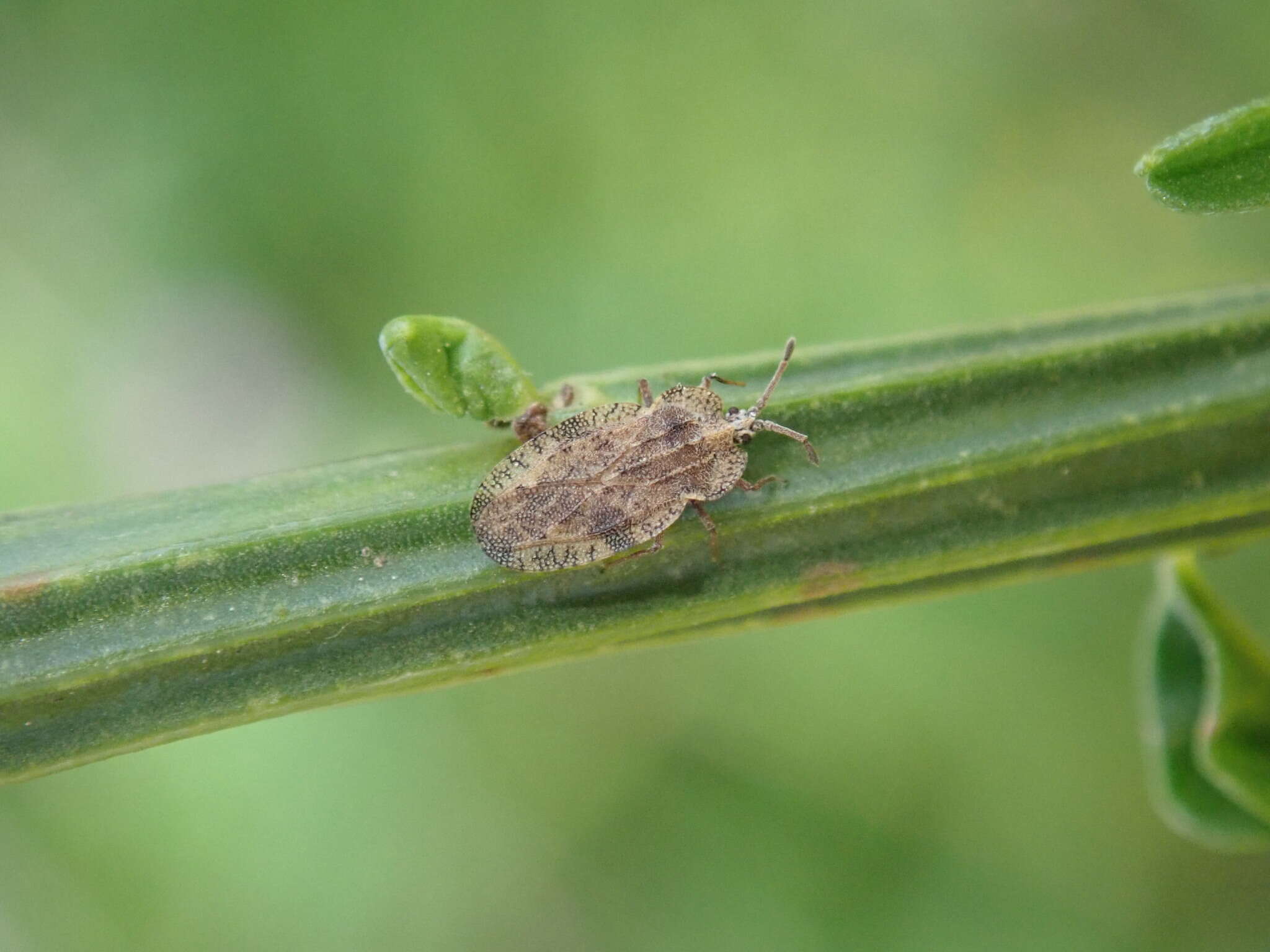 Image of Tingis (Tingis) ampliata (Herrich-Schaeffer 1838)