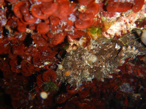 Image of Black Scorpion-fish