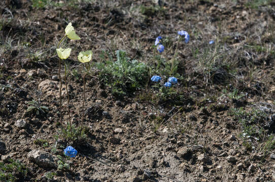 Image of Papaver lapponicum subsp. orientale Tolm.