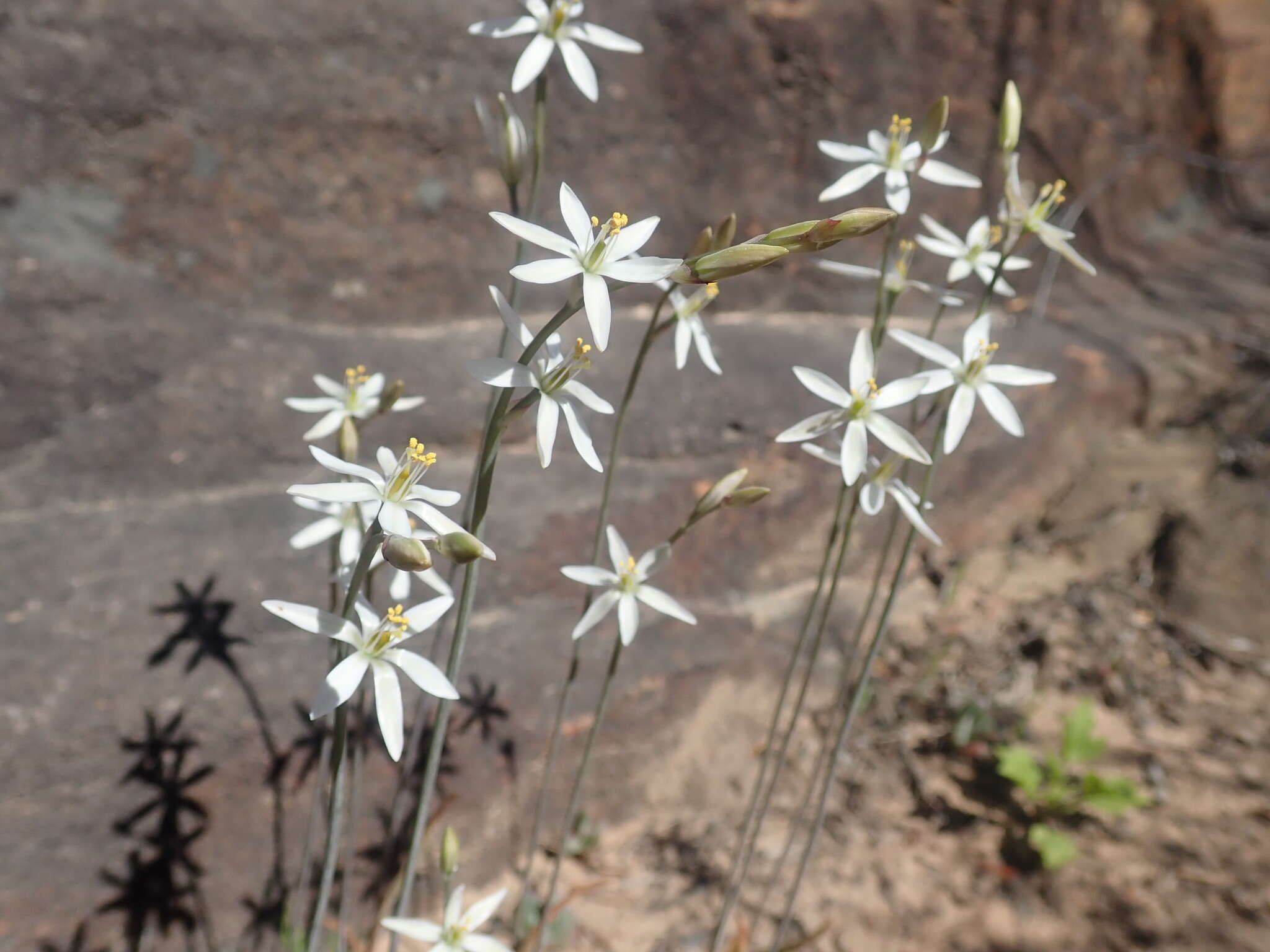 Image of Ornithogalum hispidum Hornem.