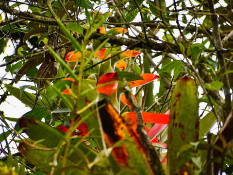 Image of Guzmania gloriosa (André) André ex Mez