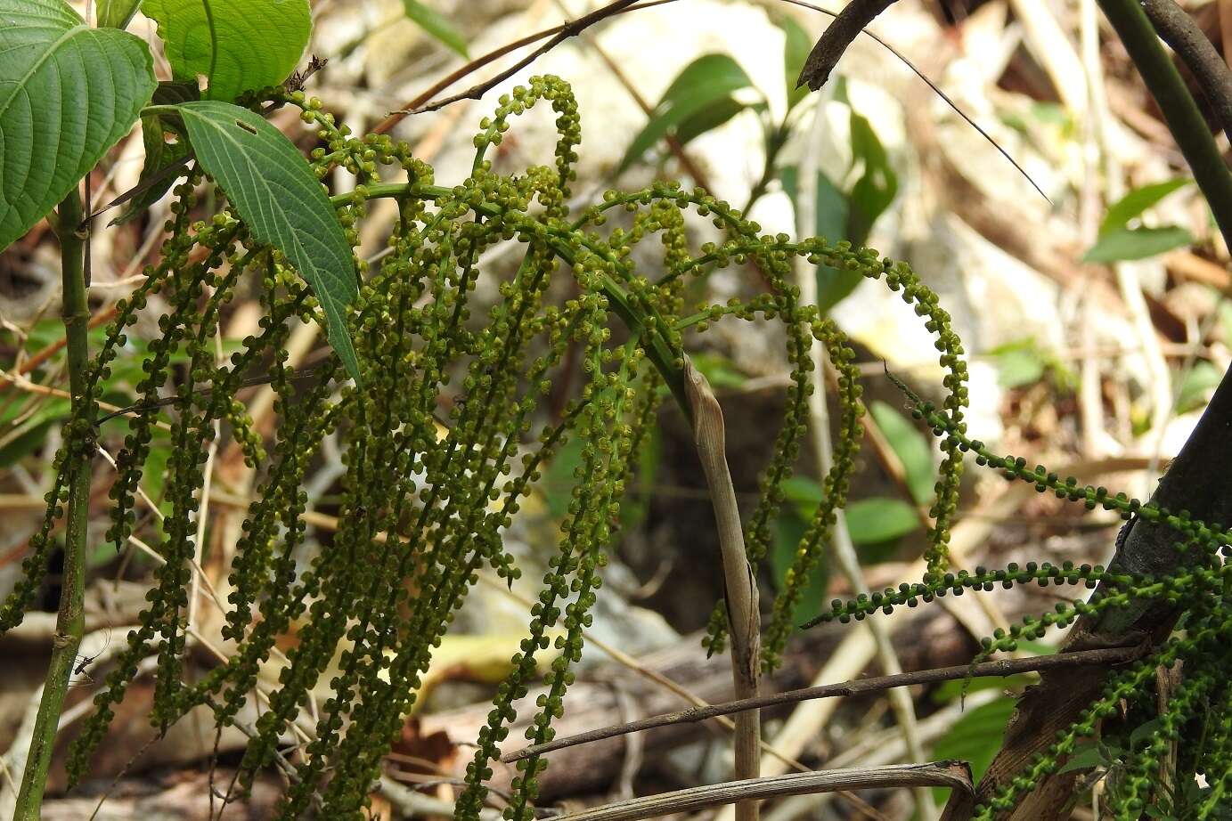 Image of Chamaedorea glaucifolia H. Wendl.