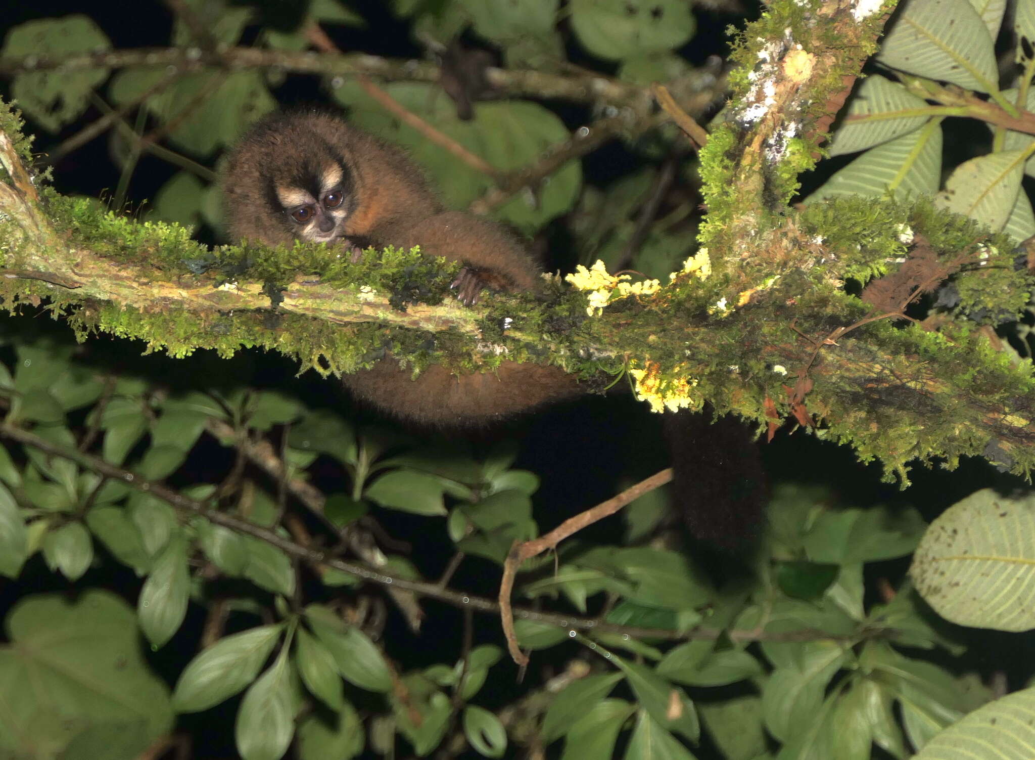 Image of Colombian Night Monkey
