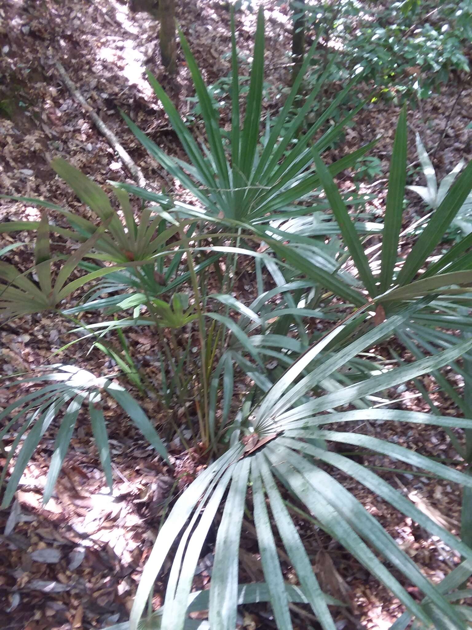 Image of rhapidophyllum