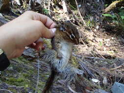 Image of Allen’s Chipmunk