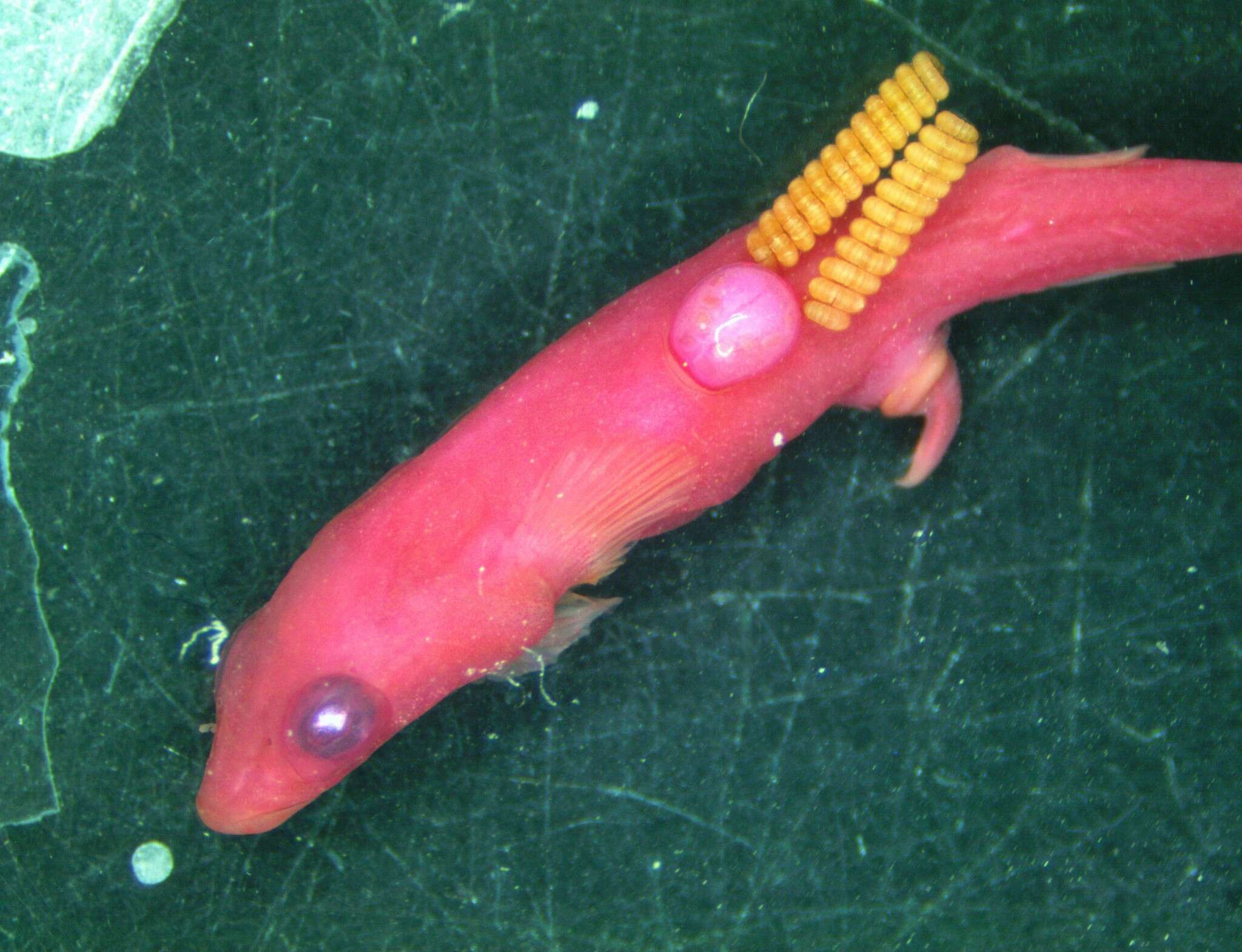 Image of Impexus hamondi Kabata 1972