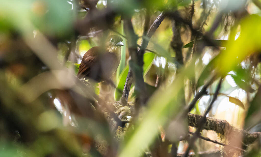 Image of Yellow-breasted Antpitta