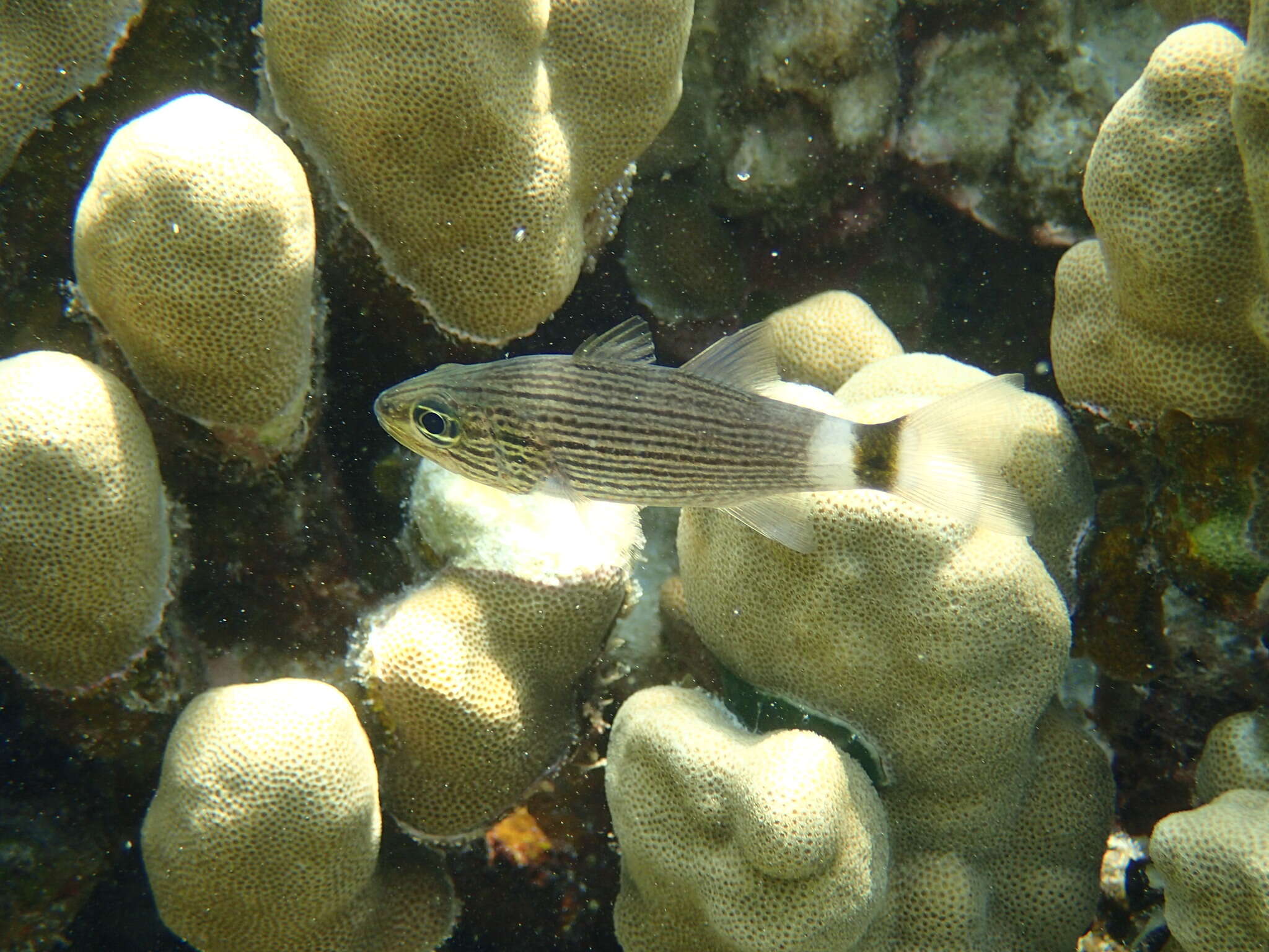 Image of Dogtooth cardinal