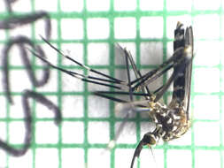 Image of Aedes japonicus (Theobald 1901)