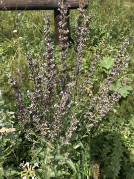 Image of Nepeta nuda subsp. nuda