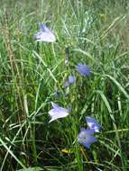 Imagem de Campanula alaskana (A. Gray) W. Wight ex J. P. Anderson