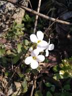 Image of Gray rockcress