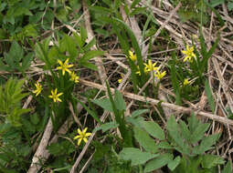 Image of Gagea granulosa Turcz.