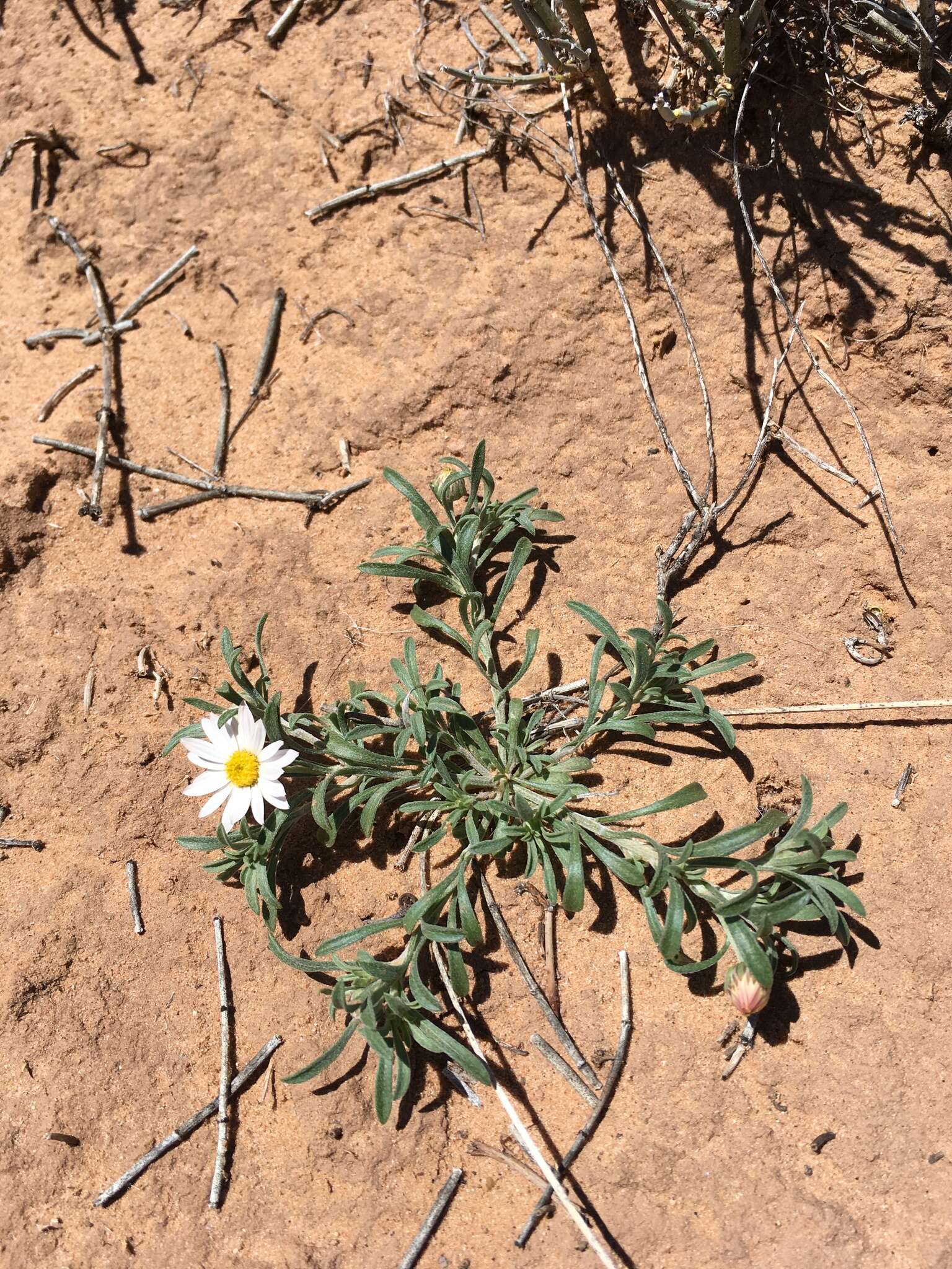 Image of annual Townsend daisy