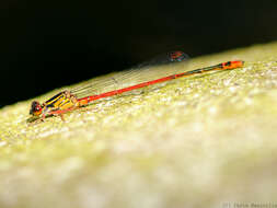 Megalagrion heterogamias (Perkins 1899) resmi