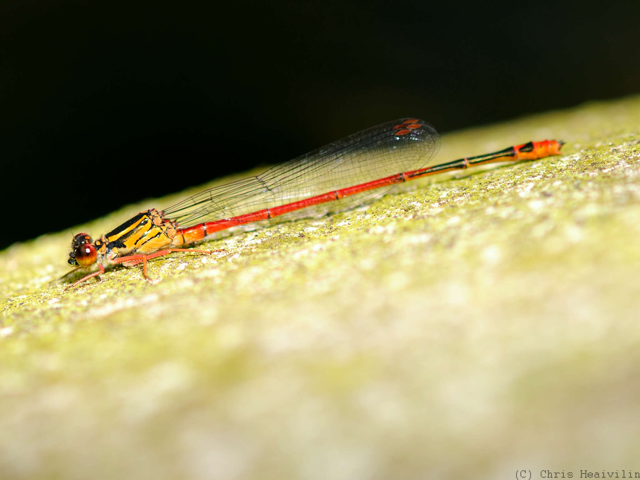 Image of Megalagrion heterogamias (Perkins 1899)