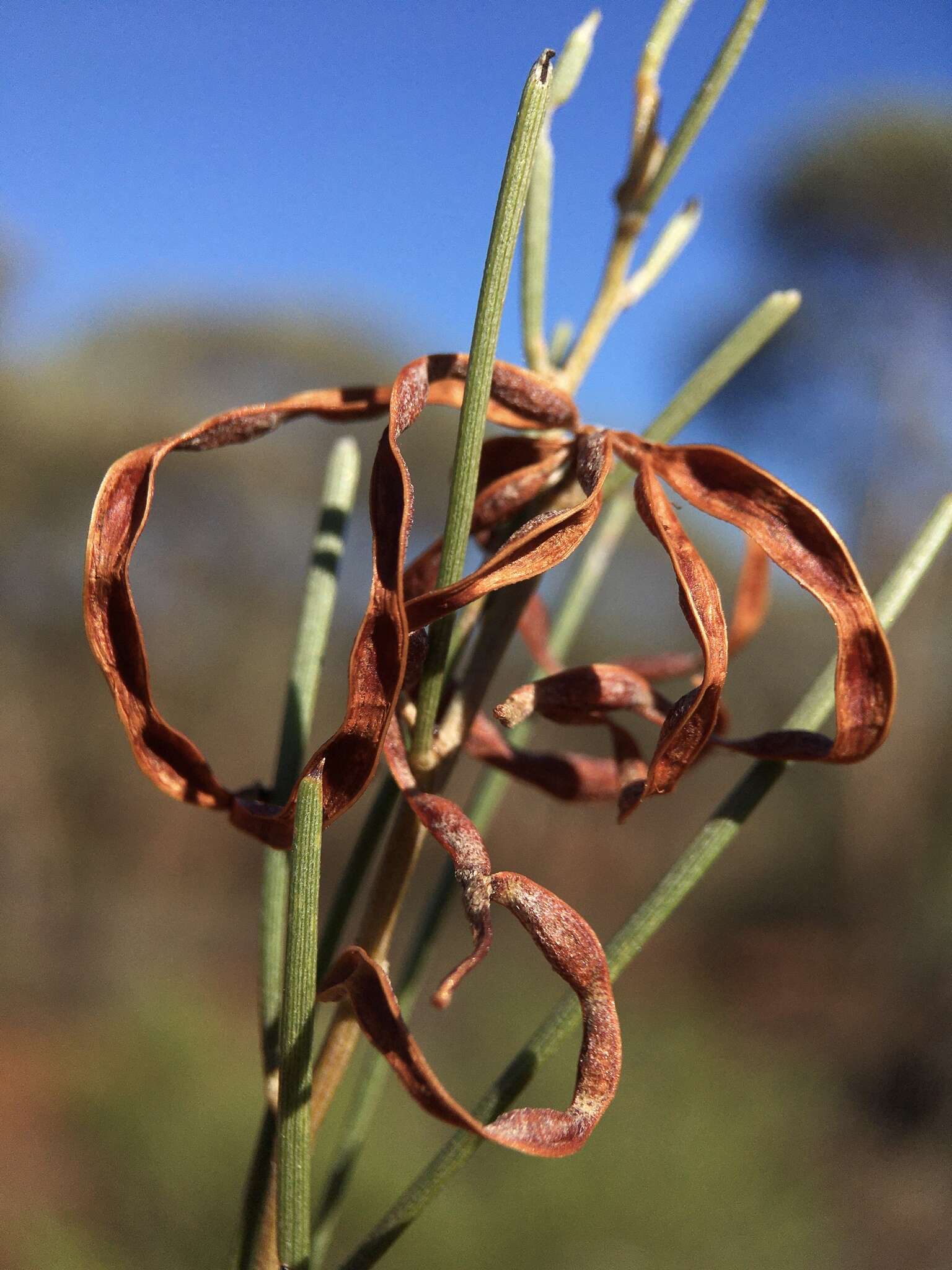 Imagem de Acacia rigens A. Cunn. ex G. Don