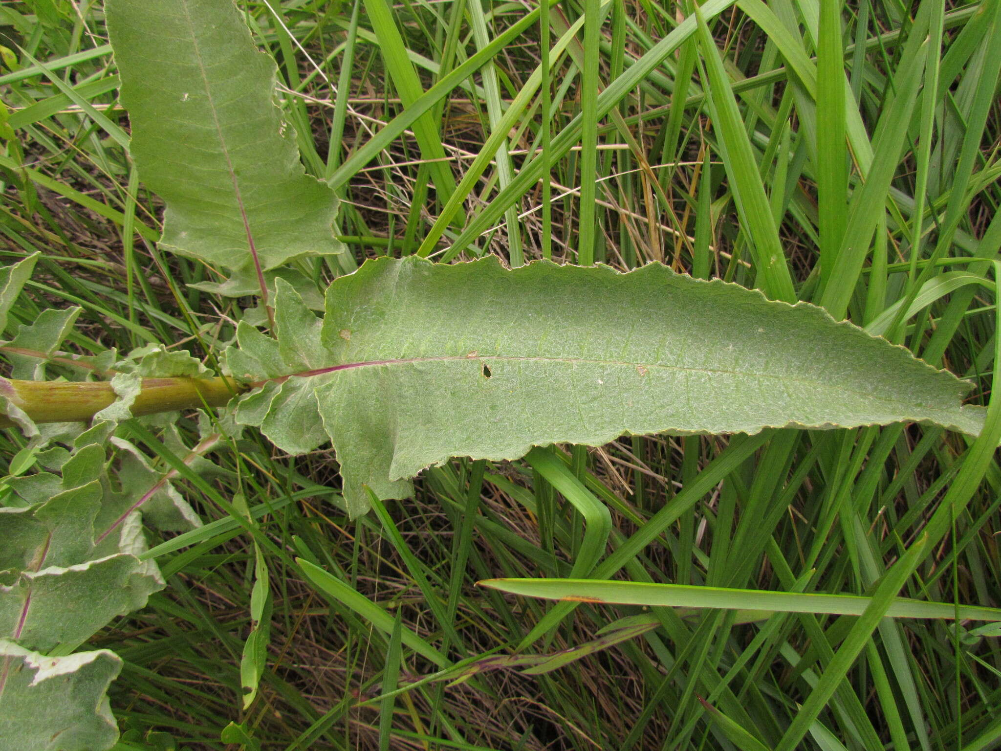 Image of Senecio westermanii Dusen