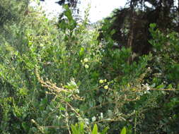 Image of Acacia piligera A. Cunn.