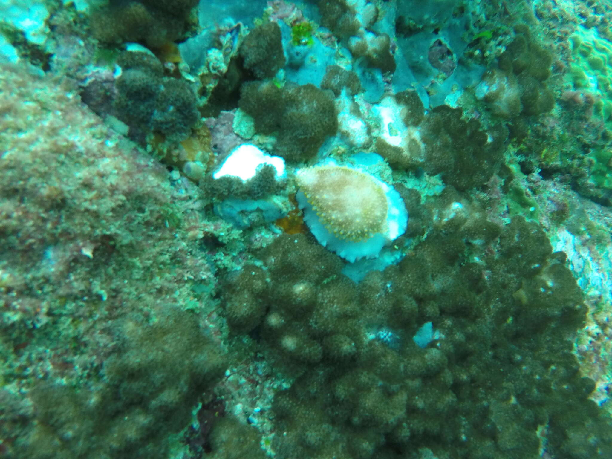 Image of Costellate egg cowrie