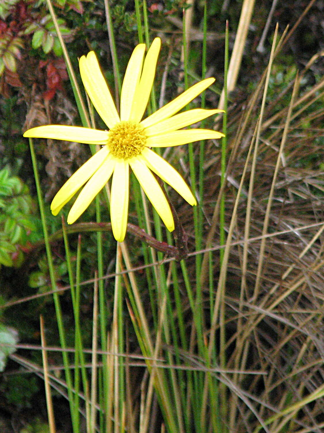 Image de Dorobaea pimpinellifolia (Kunth) B. Nord.