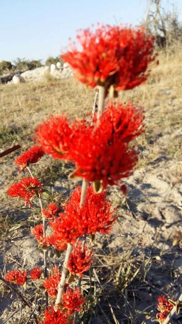 Image of Combretum platypetalum Welw. ex Laws.