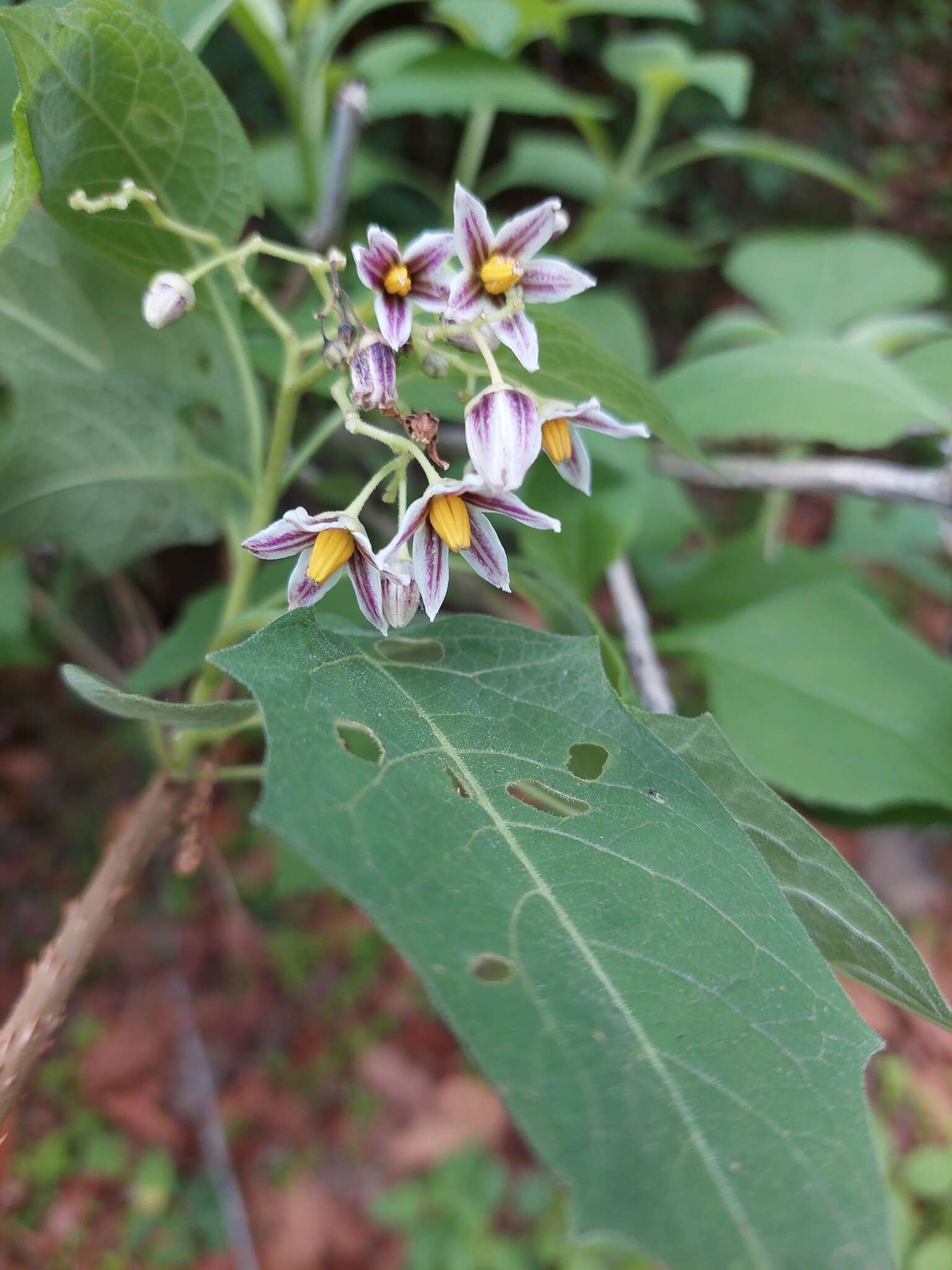 Image of Solanum edmundoi Cuevas & N. M. Núnez