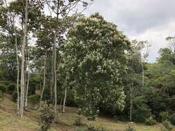 Image of Ladenbergia oblongifolia (Humb. ex Mutis) L. Andersson