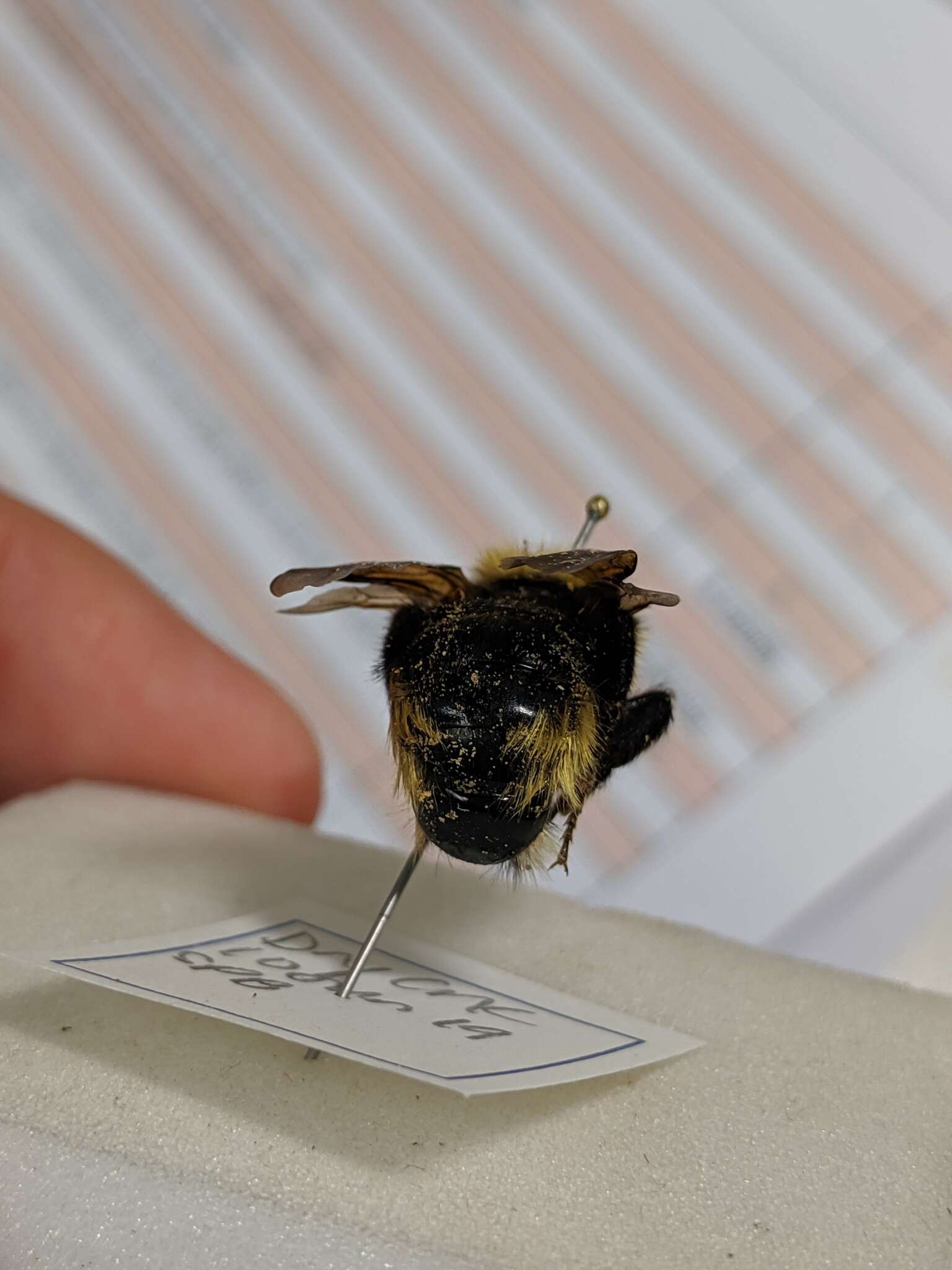 Image de Bombus insularis (Smith 1861)