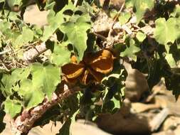 Image of Sterculia africana var. africana