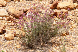 Ptilotus remotiflorus G. Benl的圖片