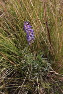 Image de Lupinus caudatus