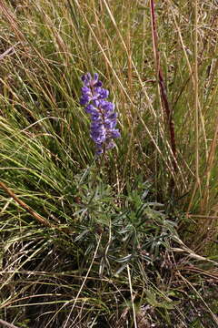 صورة Lupinus caudatus