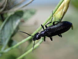 Image of Punctate Blister Beetle