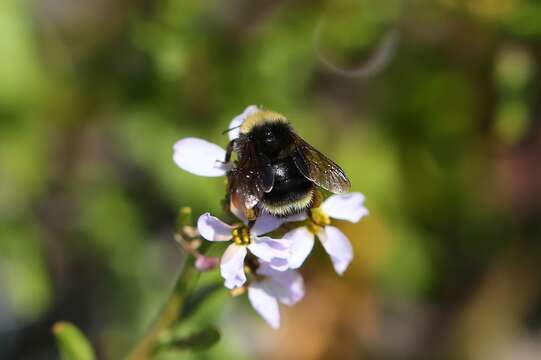 Image of Obscure Bumble Bee