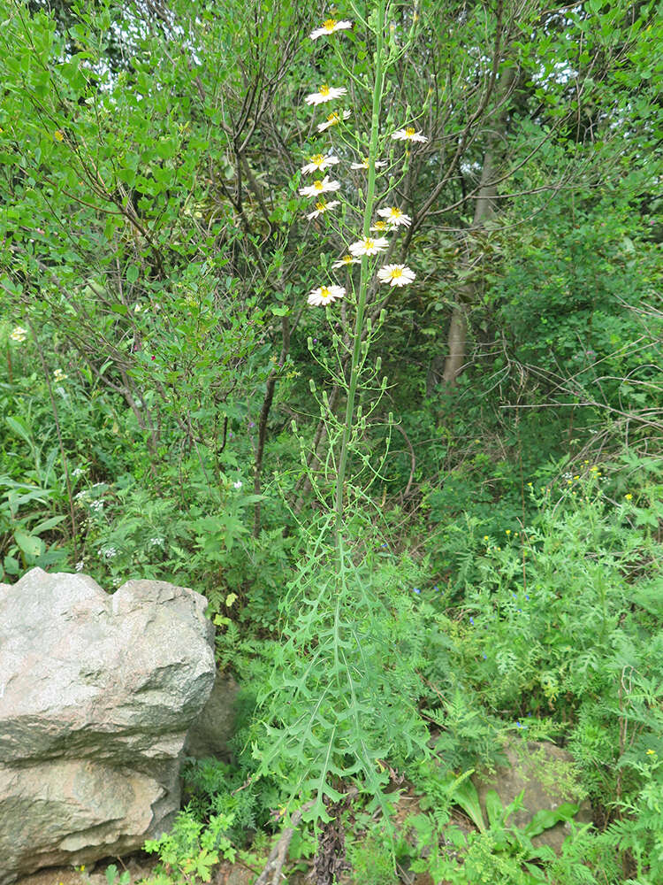 Image of Indian lettuce