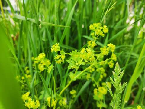 Image of Alchemilla baltica Sam. ex Juz.