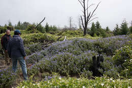 Imagem de Solanum umbelliferum var. wallacei