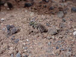 صورة Halictus concinnus Brullé 1840