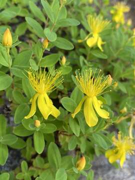 Image of Blueridge St. John's-Wort