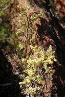 Image of Hermannia holosericea Jacq.