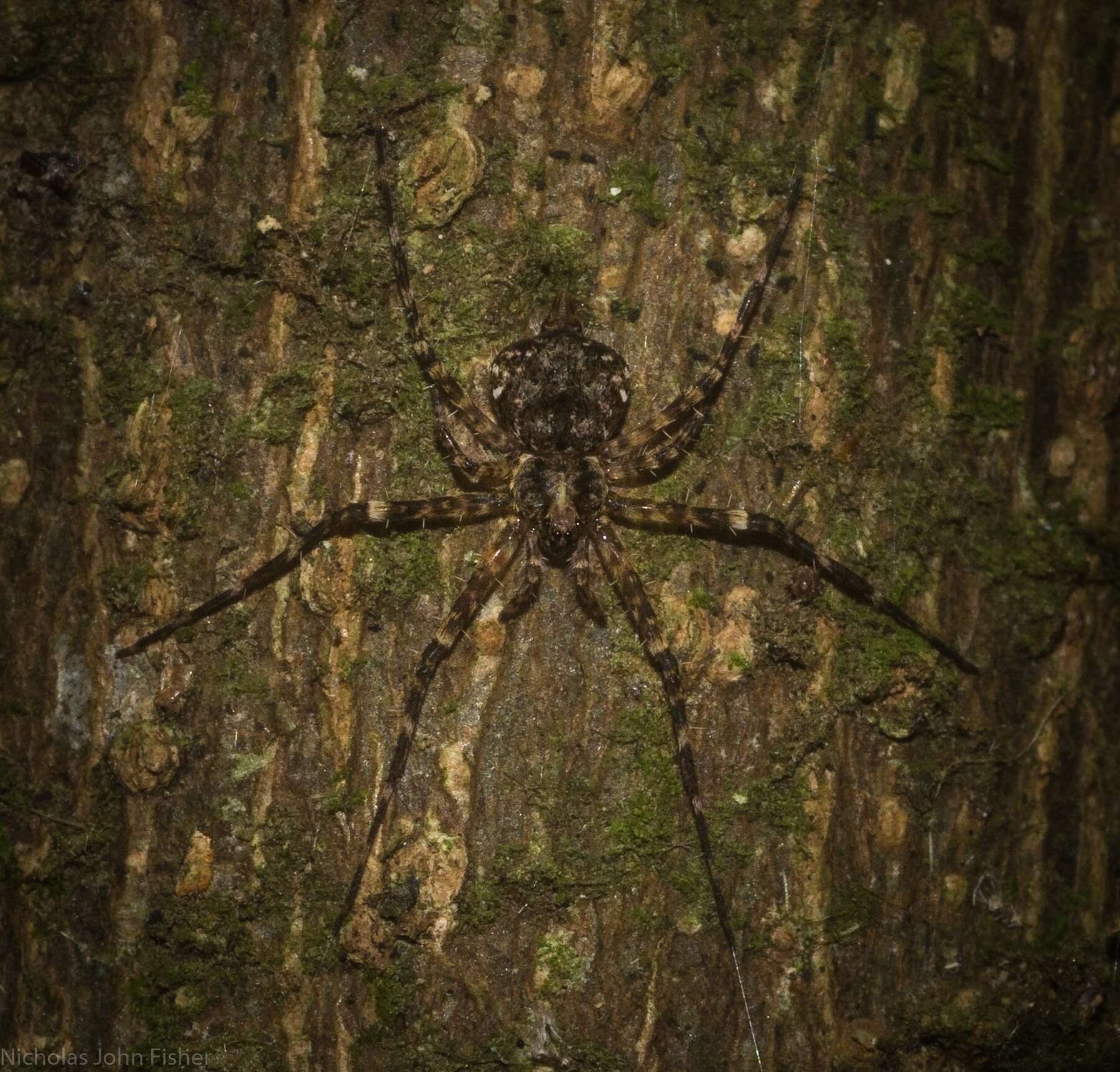 Image of Tamopsis brachycauda Baehr & Baehr 1987