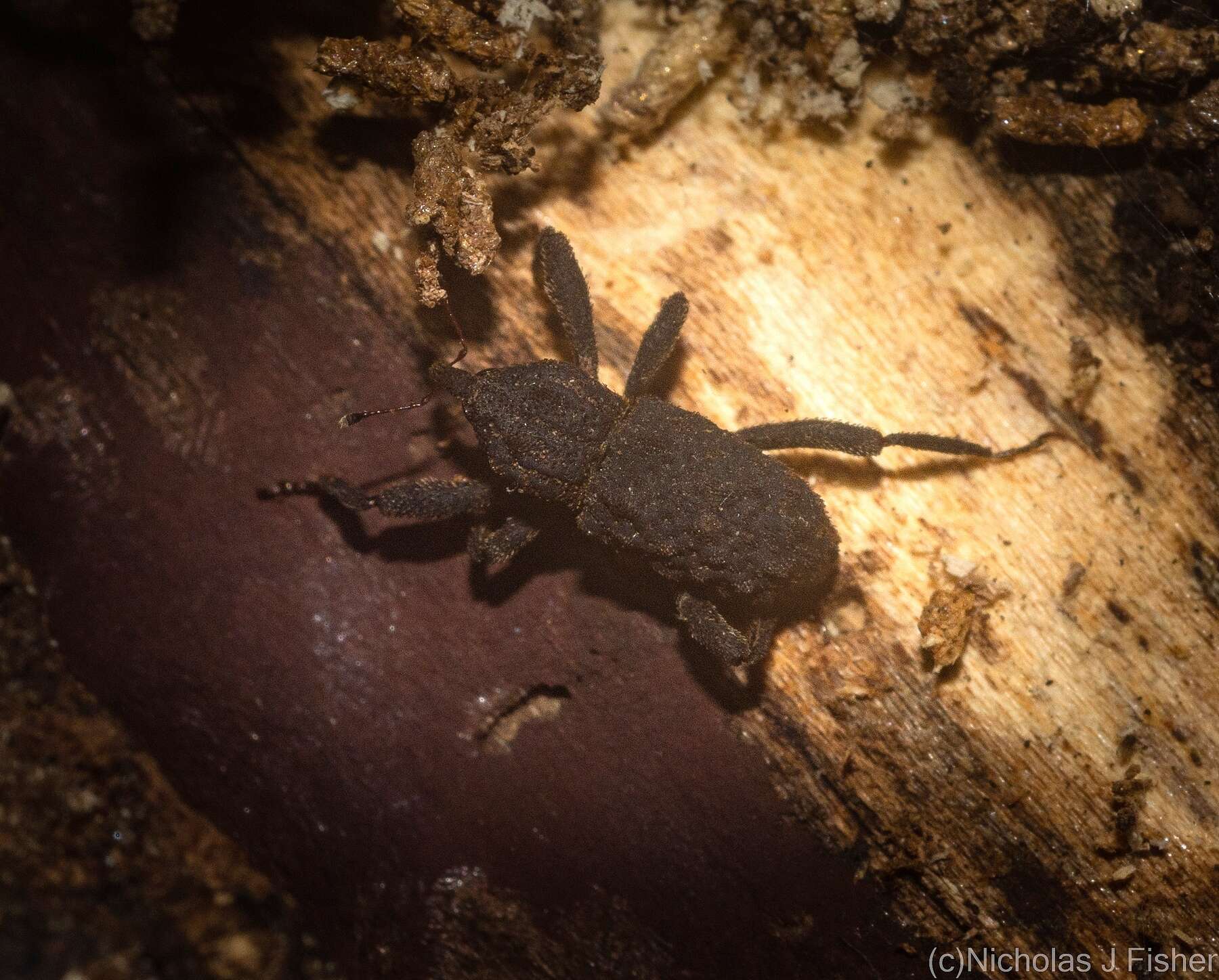 Plancia ëd Stenoporopterus canaliculatus Lea 1908