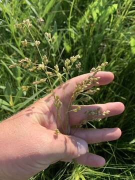 Image of Clustered Fescue