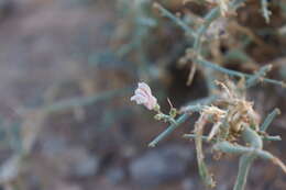 Image of Acanthorrhinum ramosissimum (Coss. & Durieu) Rothm.