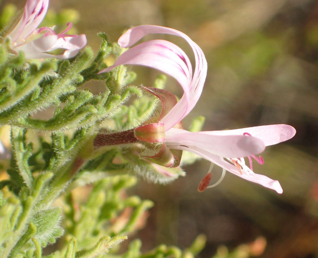 Image of rasp-leaf pelargonium