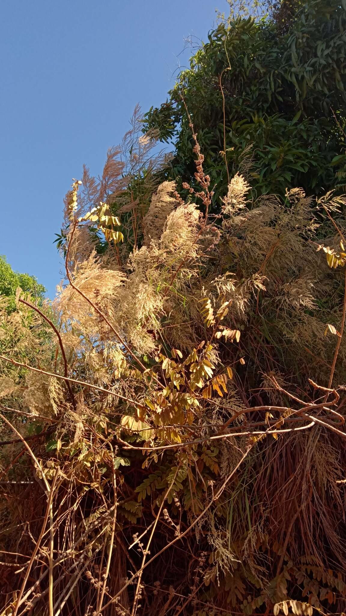 Image of Madagascar grass