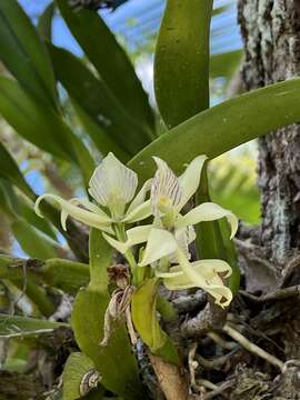 Image of Prosthechea aemula (Lindl.) W. E. Higgins