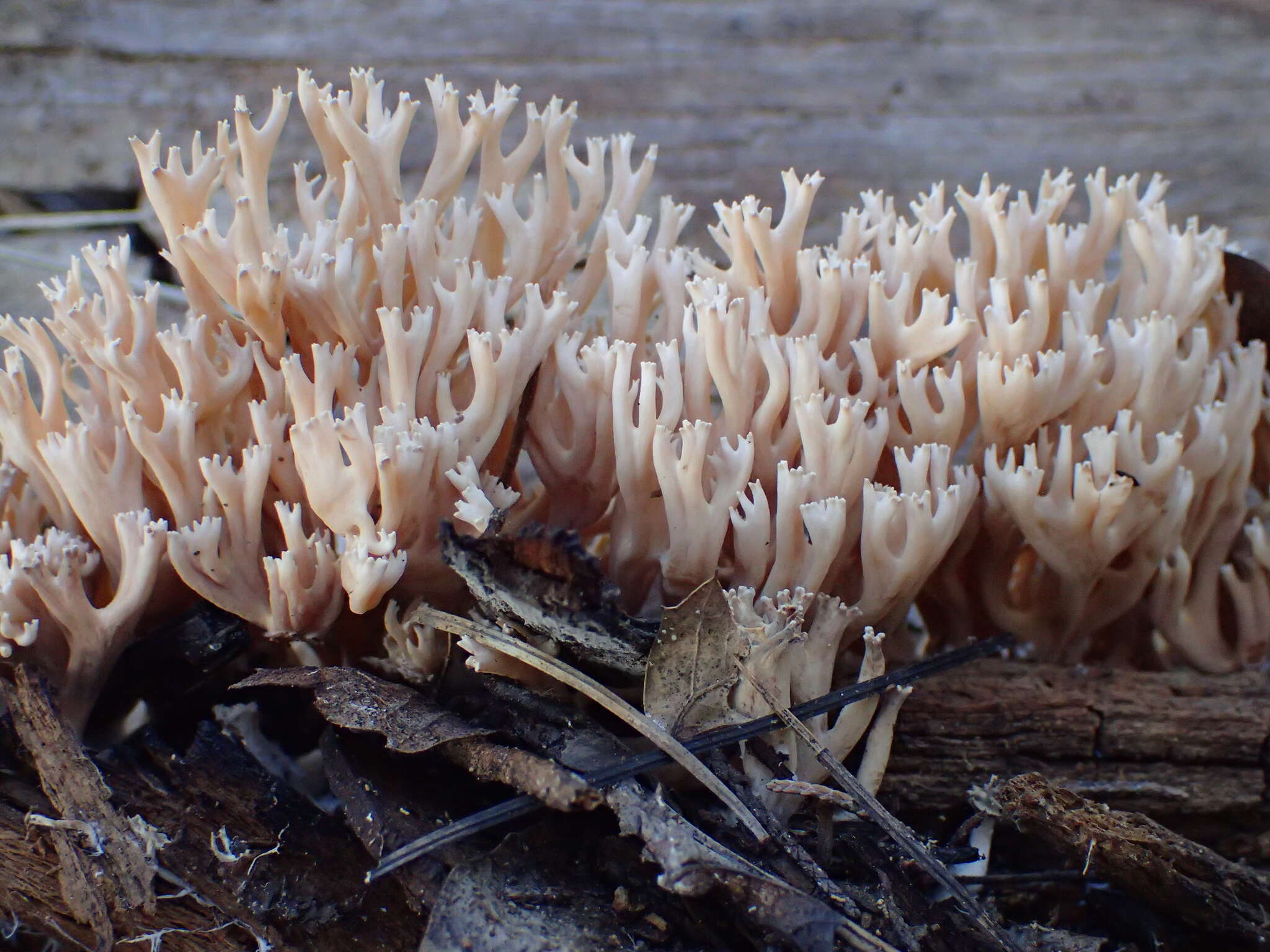 Ramaria pinicola (Burt) Corner 1961 resmi